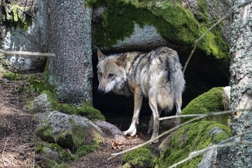 vlk obecný