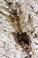 Včely v dutině ořešáku