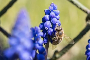 včela na modřenci