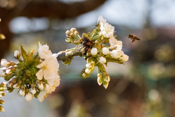 včela na třešni