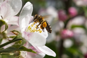 včela na jabloni