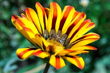 včela medonosná na gazánii